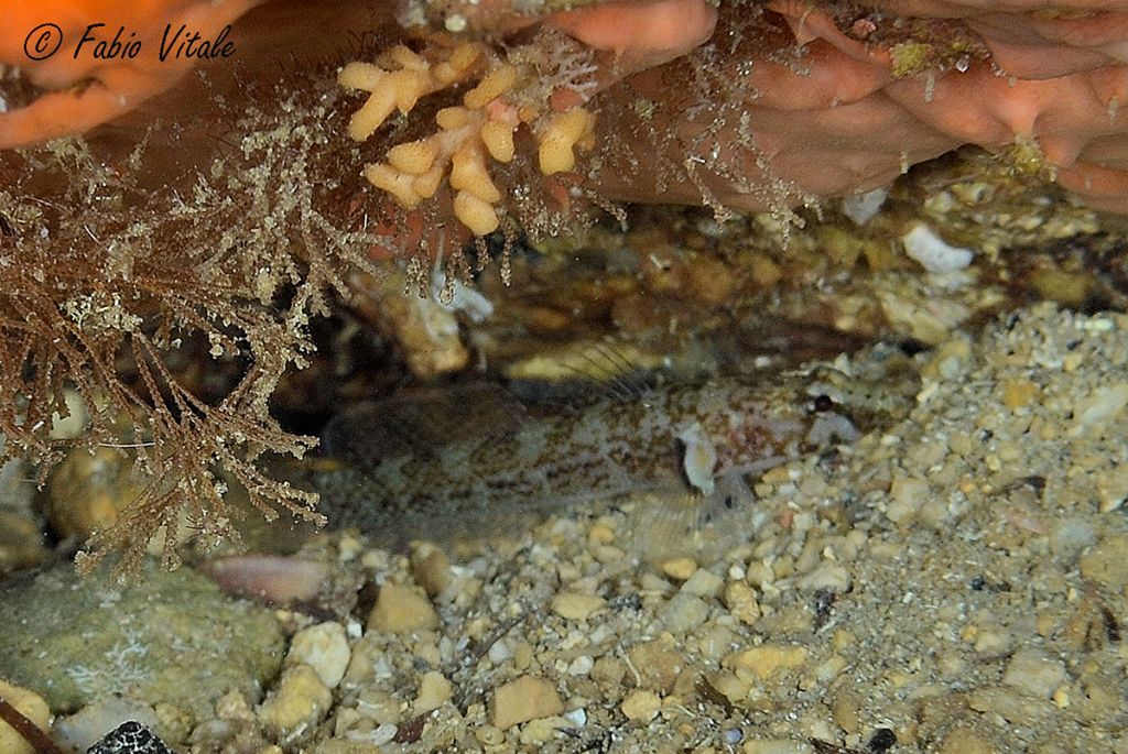 Pescetto elusivo in grotta: Chromogobius zebratus